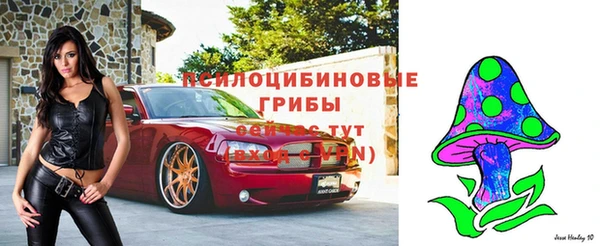 прущие грибы Вяземский