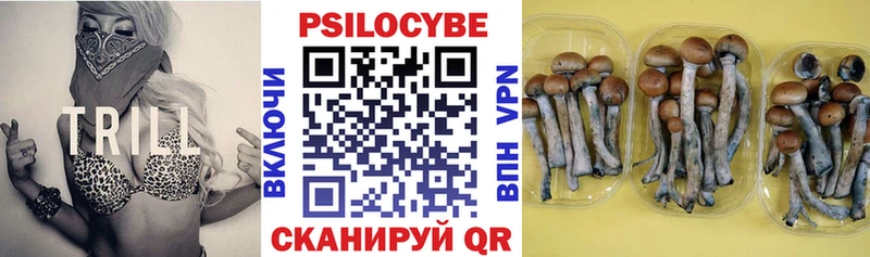 Псилоцибиновые грибы Psilocybe  Купить где  Медногорск 